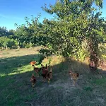 Casa D'avo Maria - Paraiso No Campo - 10pax, Com Piscina, Vistas E Vinhas Marco de Canavezes