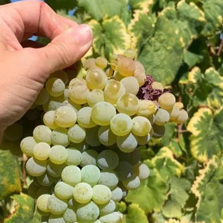 Casa D'avó Maria - T5 - Rural Até 10pax *