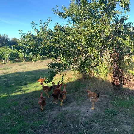 Casa D'avo Maria - Paraiso No Campo - 10pax, Com Piscina, Vistas E Vinhas Marco de Canavezes
