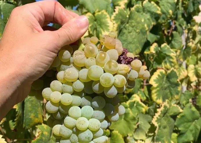 Casa d'Avó Maria - T5 - Alojamento Rural até 10pax *